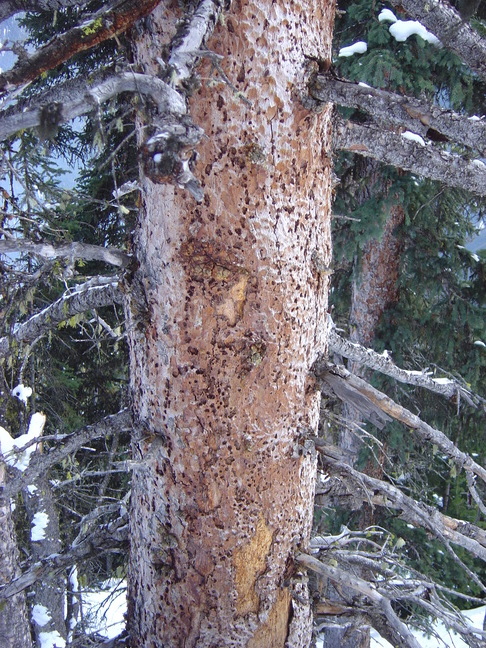 Killed Tree